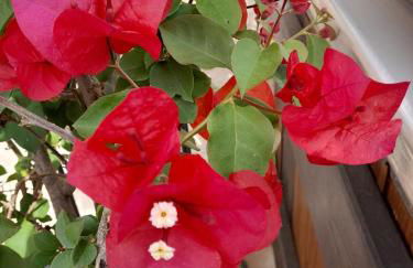 Ferienhaus Resch - Foto 10