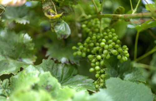 Ferienwohnung Schneider - Foto 16