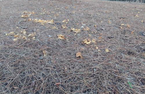 Dehesilla Olive Orchard Retreat - Foto 74