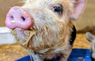 The Piggery, located at the foot of the Malvern's - Foto 16