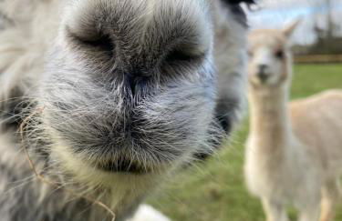 Vue du chateau a La Petite Ferme d'Alpacas - Foto 17