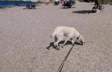 S&M Cozy Garden Lagonissi - Photo 47