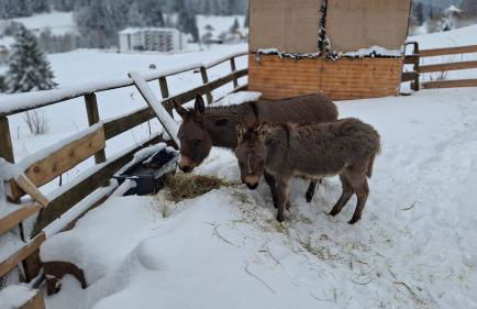 Ferienhof Ziegler - Studio Fingerhut - Foto 32