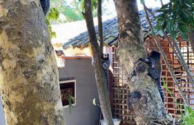 Quinta dos Samaniego - Chalés Rústicos e Suítes - Foto 11