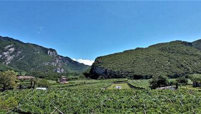 La Masera Holiday - Vigneto - Foto 2