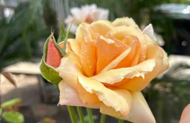 Rustic Retreat 3 bd/2 bth - Large Family Game Area - Foto 7