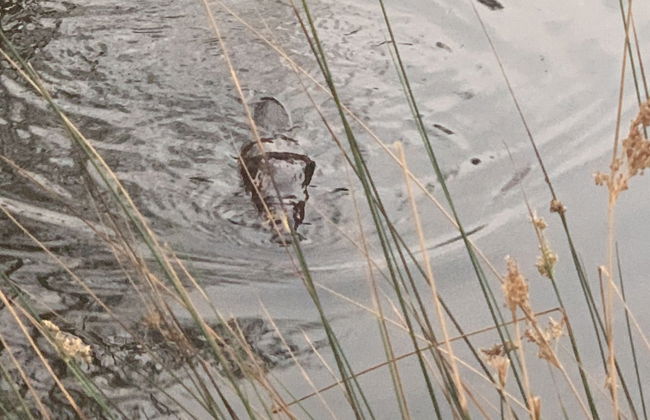 Giants Table and Cottages - Foto 52