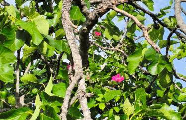 Tapada das Carvalhas - Foto 31