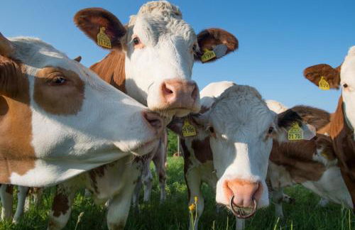 Ferienhaus Geißler Oslo - Foto 19