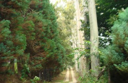 Bangalô - Sítio Cachoeiras do Caledônia - Foto 36