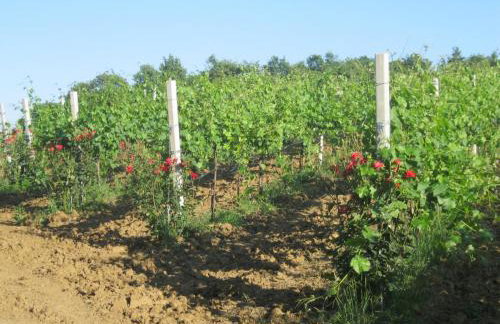 Agriturismo Consalvi - Foto 60