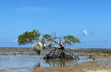 Chales Canto dos Pássaros Boipeba - Foto 19