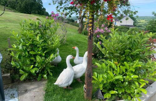 Molehill lodge - Foto 24