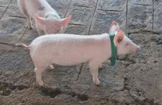 Flat Divina Paz Monte Castelo - Photo 12