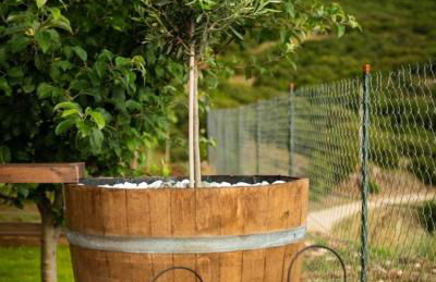 ΛΩΤΟΣ - Photo 18