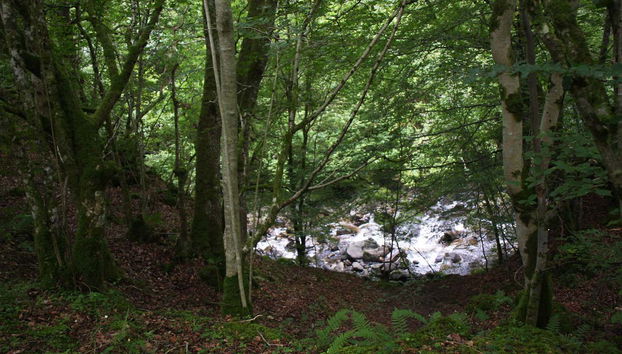 Il bosco di Keltneyburn
