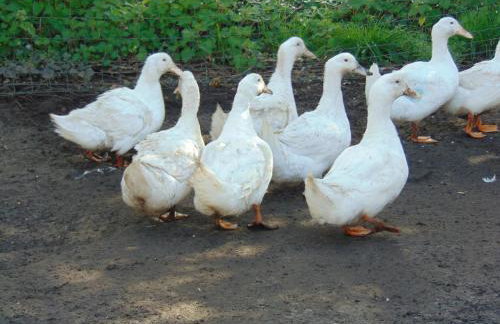 Uphill Manor - Foto 35