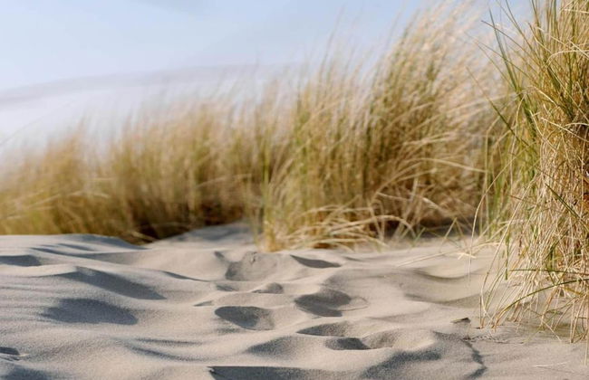 Studio in Domburg Near Beach and Nature Reserve - Photo 32