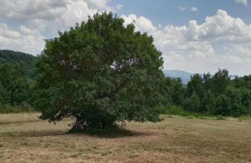 Holiday Home in Pietrafitta Near Lake Trasimeno - Photo 76