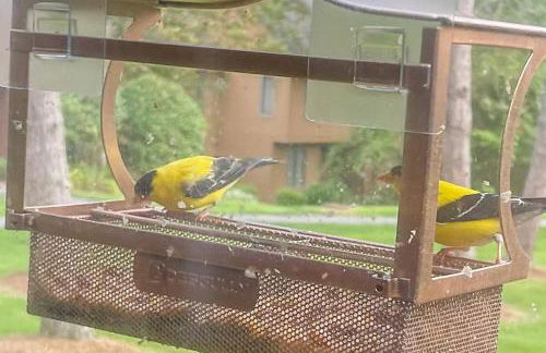 Saltbox 12F - Foto 52