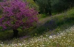 Villa Kardami -country house - Foto 62