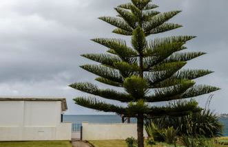 Casa do Tamariz, XIX century Beach House - Foto 6
