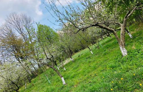 Agroturystyka u Strażaka - Foto 65