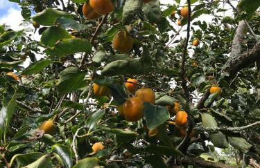 Casas Das Flores - Foto 17