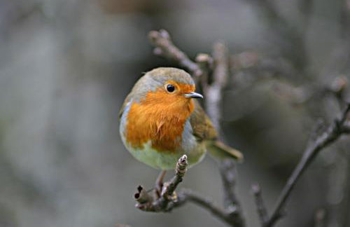 Craiglea Lodge & Barn - Foto 44