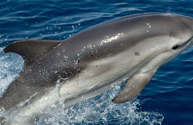 Observation de dauphins à Benalmádena - Photo 1