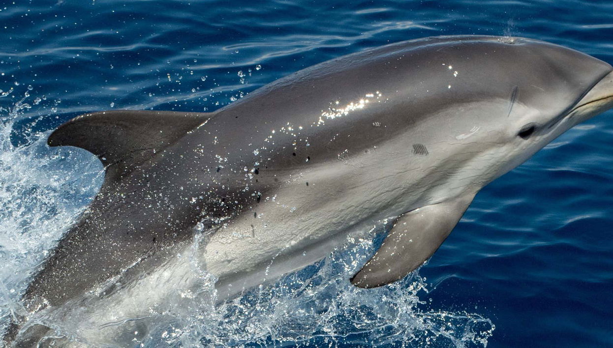 Observation de dauphins à Benalmádena