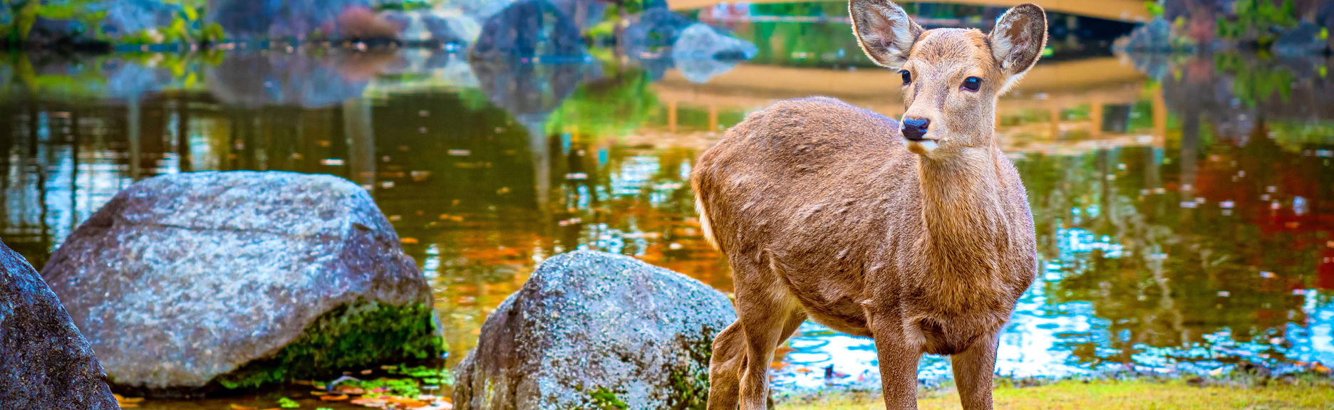 Excursão a Nara e Uji