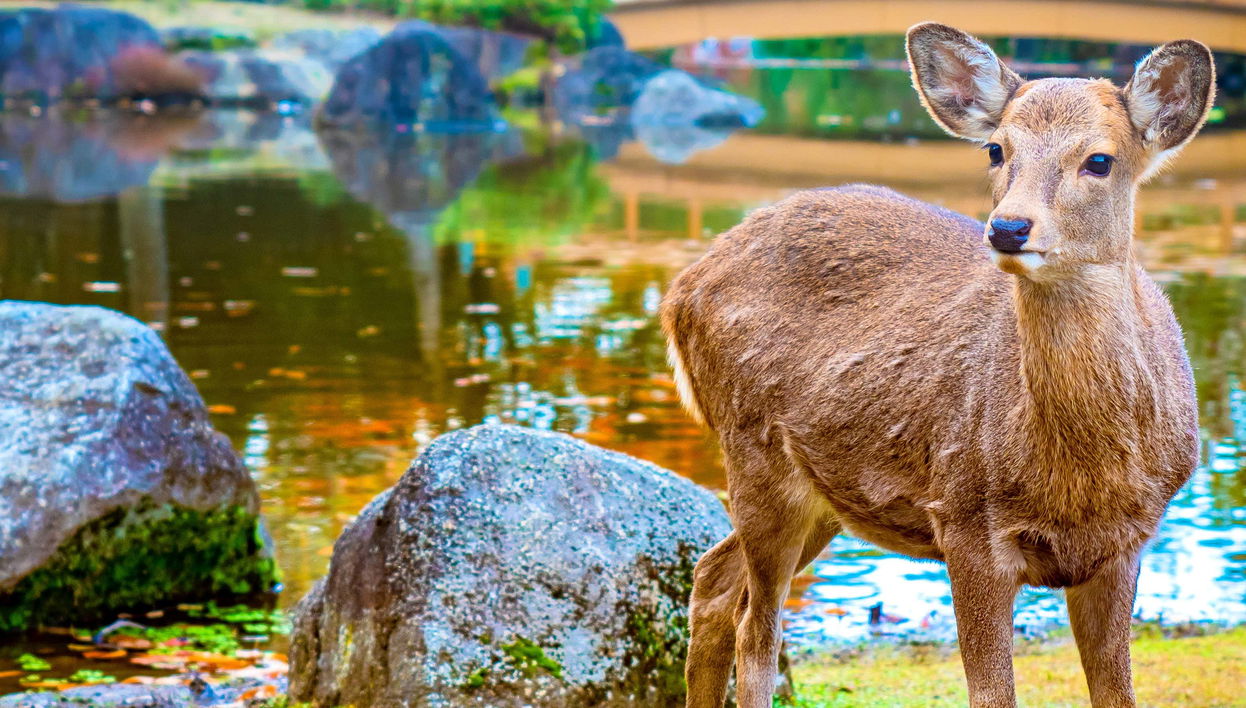 Excursion à Nara et Uji - Photo 1, Excursion à Nara et Uji