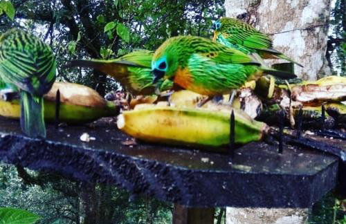 Chalé Pakere Bellavista - visão magnífica do vale e montanhas a mais de mil metros de altitude, wi-fi, sauna, piscina e água de nascente - locação do chalé sem prestação de serviços - Foto 56
