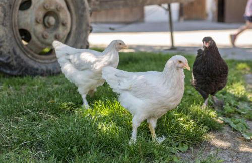 Ferienhaus Am Sedelbach - Foto 24