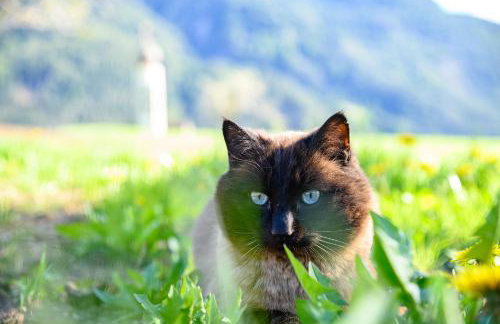 Stube Biohof Oberzonn - Foto 7