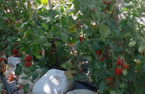 White lilies the house of gourmet flavours - Foto 55