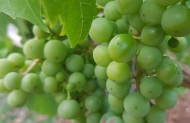 Victory Ravni - Foto 20