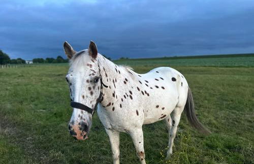 Ferienhof HaaBo - Foto 7