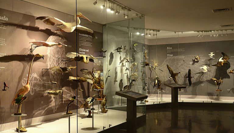 Découvrez plus de 3 000 spécimens d'oiseaux empaillés