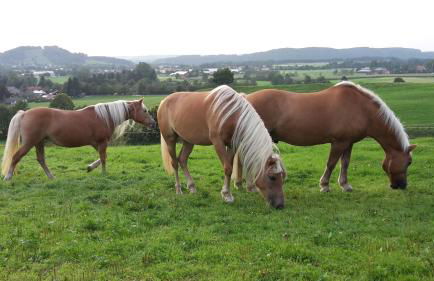 Biobauernhof Benihof - Ferienwohnung Alpenblick - Foto 19
