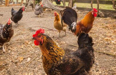 Dungeness Barn House Bed and Breakfast at Two Crows Farm - Foto 26