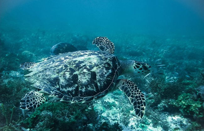 Erleben Sie dieses extreme Erlebnis, Speedboat-Tour & Schnorchel inklusive. - Foto 10