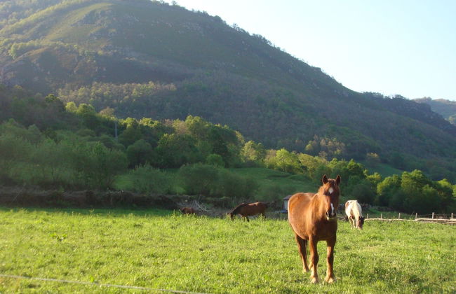 Alojamientos Rurales Valle de Bueida - Photo 40