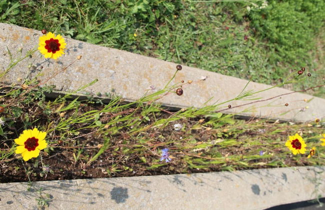 Les Trois Mentors Ghandi, Mandela, Luther King - Foto 27