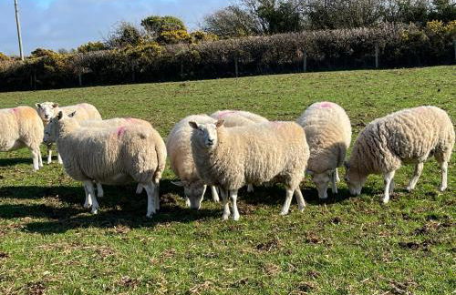 Coed Bach Suite - Foto 12