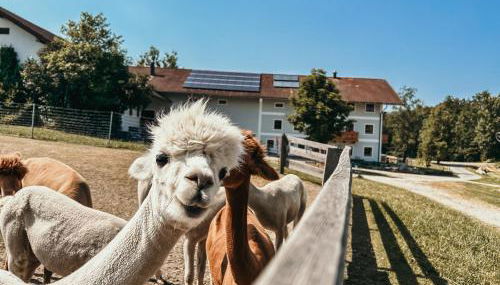 Ferienhof Petermühle Urlaub mit Alpakas - Foto 2