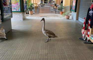 Akasa on Lake Como - Foto 10