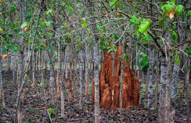 Devon Villas - Photo 21