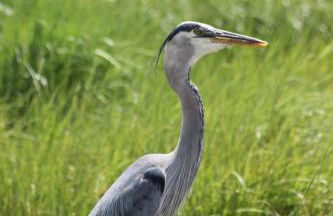 Modern Cottage with Peeks of Ocean Views - Foto 48